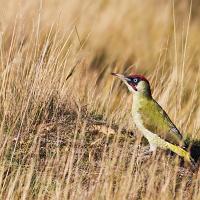 Green Woodpecker 